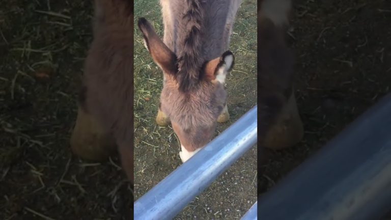 Longstreet Inn Casino | Petting Zoo | shorts